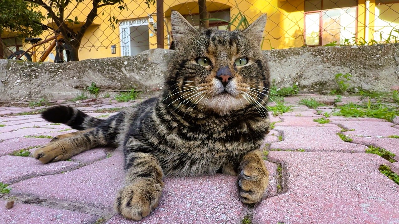 He Looks Serious… Until You Start Petting
