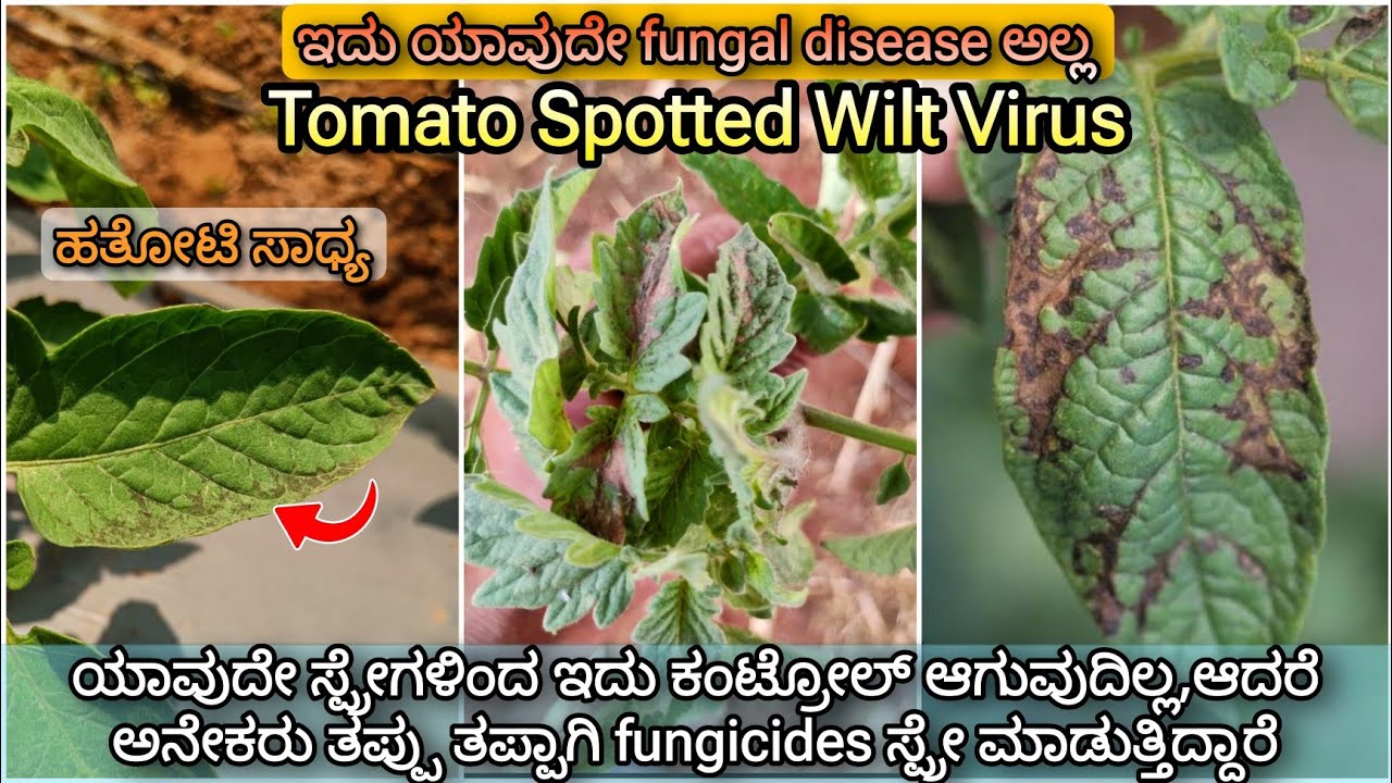 Tomato spotted wilt Virus which looks exactly like a Fungal disease | Tomato Virus | #dravenugopal