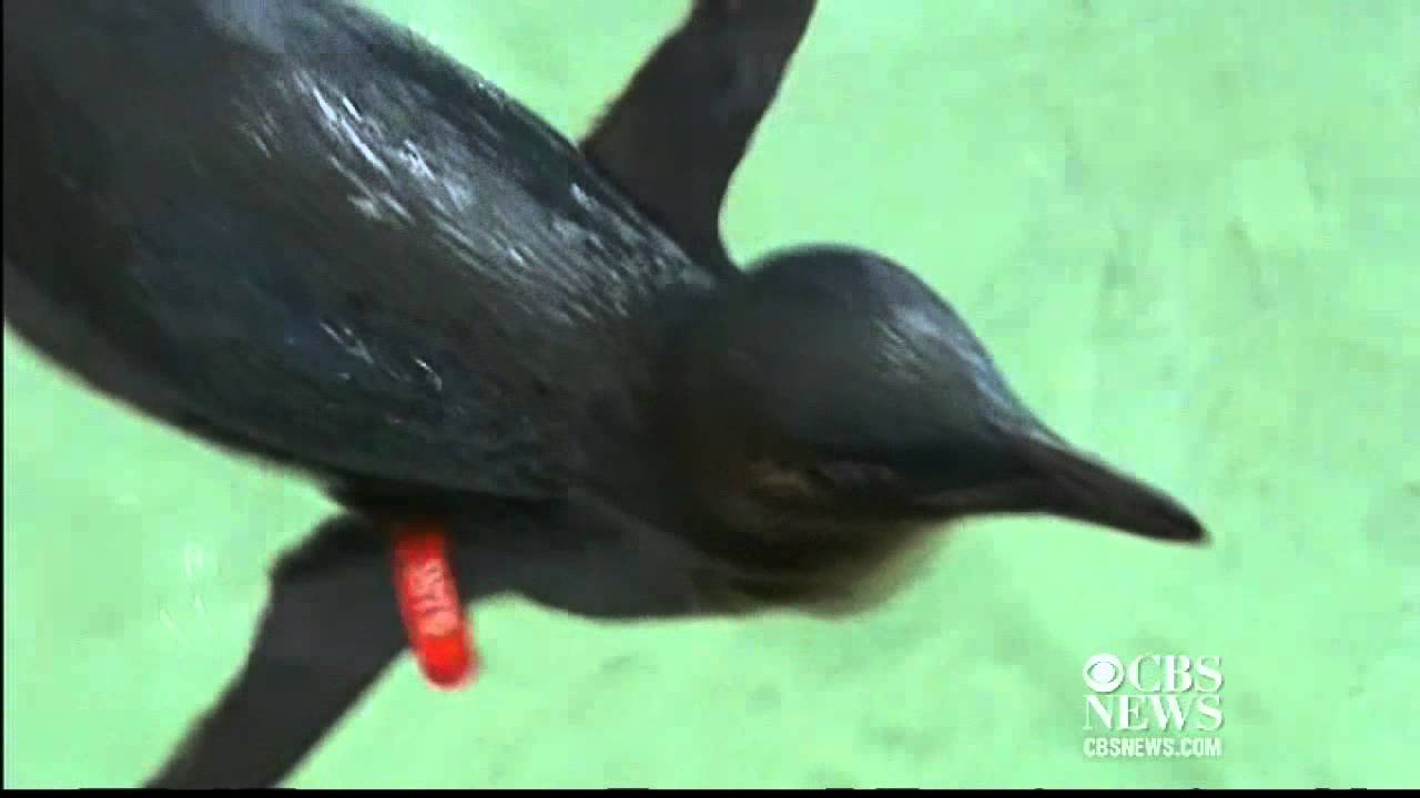 Alleged stolen penguin returned safely to Sea World