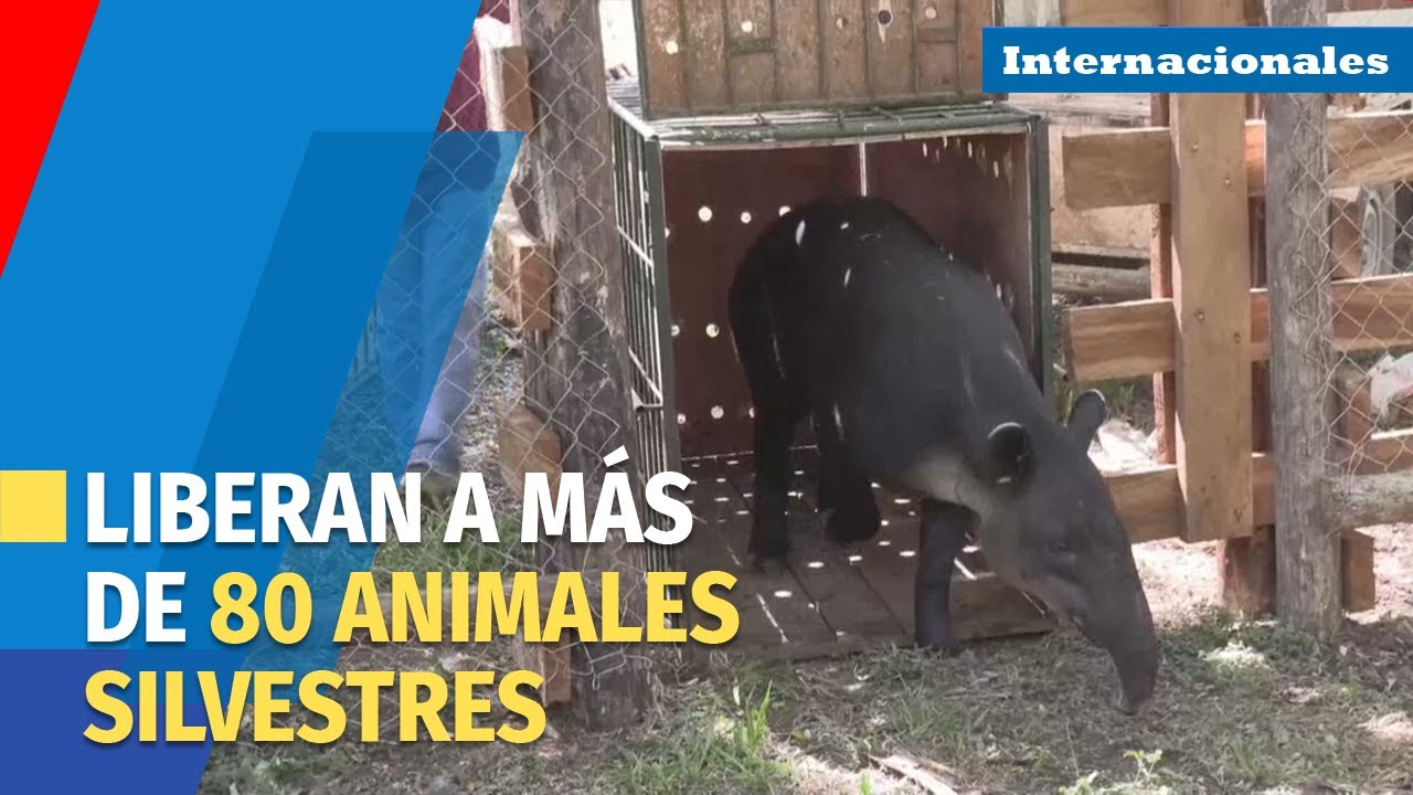 El Zoológico Nacional de Nicaragua libera a más de 80 animales silvestres