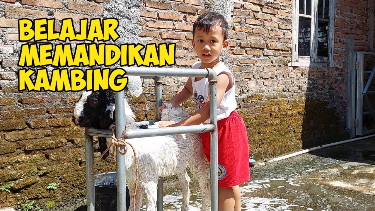 Belajar Memandikan Kambing