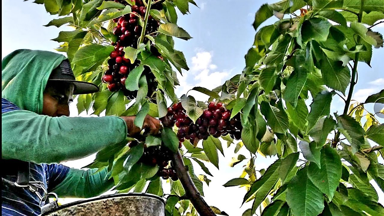 FAST CHERRY HARVEST, COSECHA DE CEREZAS, PIZCADOR  RAPIDO