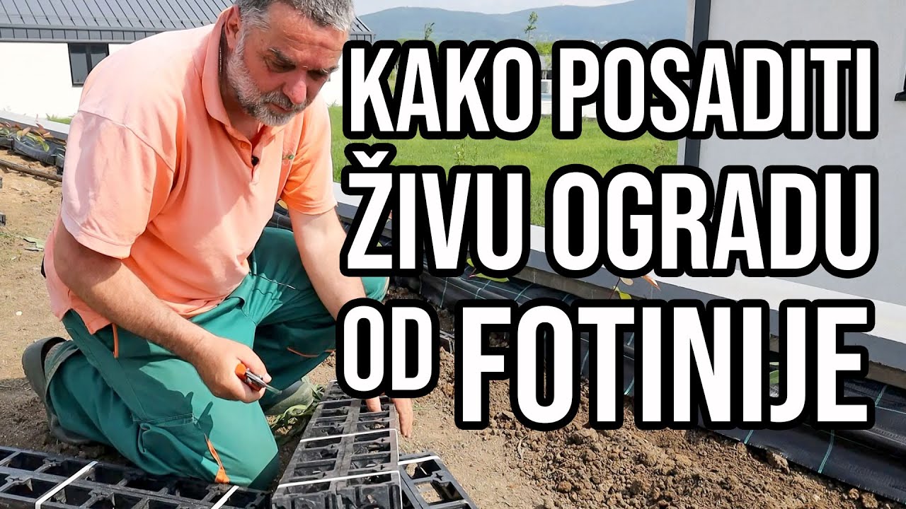Kako posaditi živu ogradu od fotinije