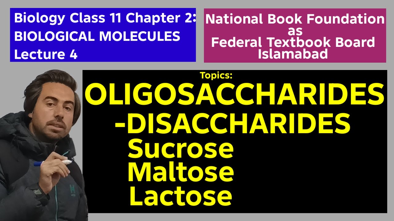 Oligosaccharides and Disaccharides | Sucrose Maltose Lactose | Class 11 Biology Ch 2