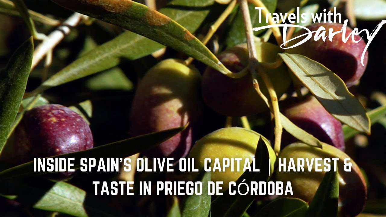Inside Spain’s Olive Oil Capital | Harvest & Taste in Priego de Córdoba