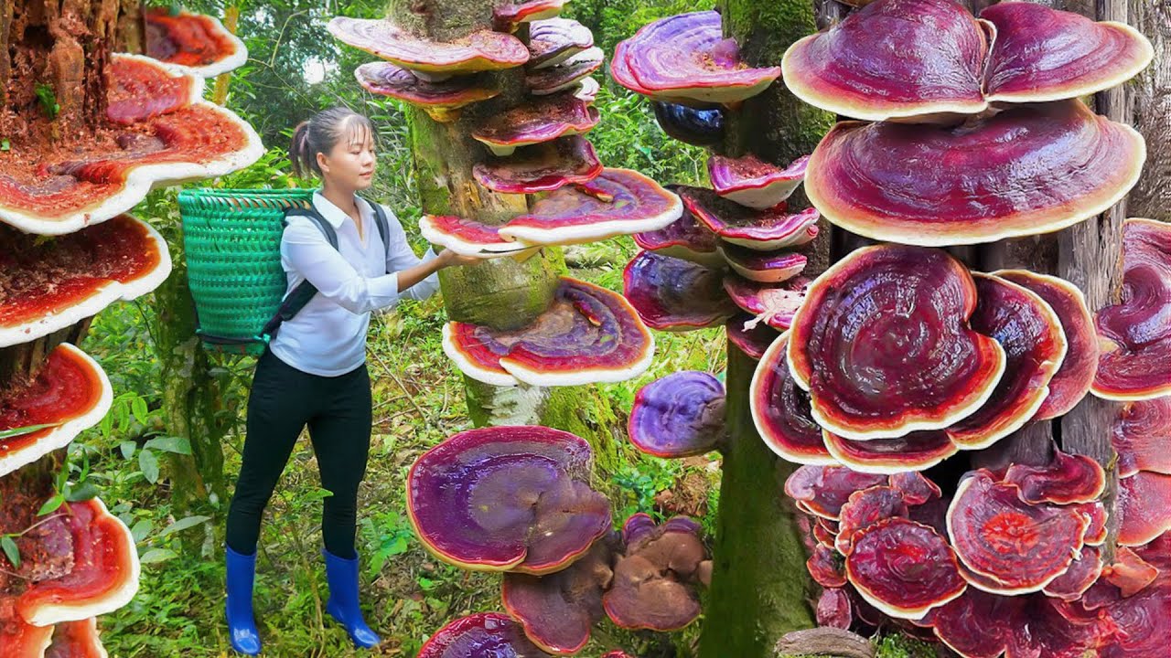 Harvesting a 1000-Year-Old Reishi Mushroom (Ganoderma Lucidum) and Selling It at the Market