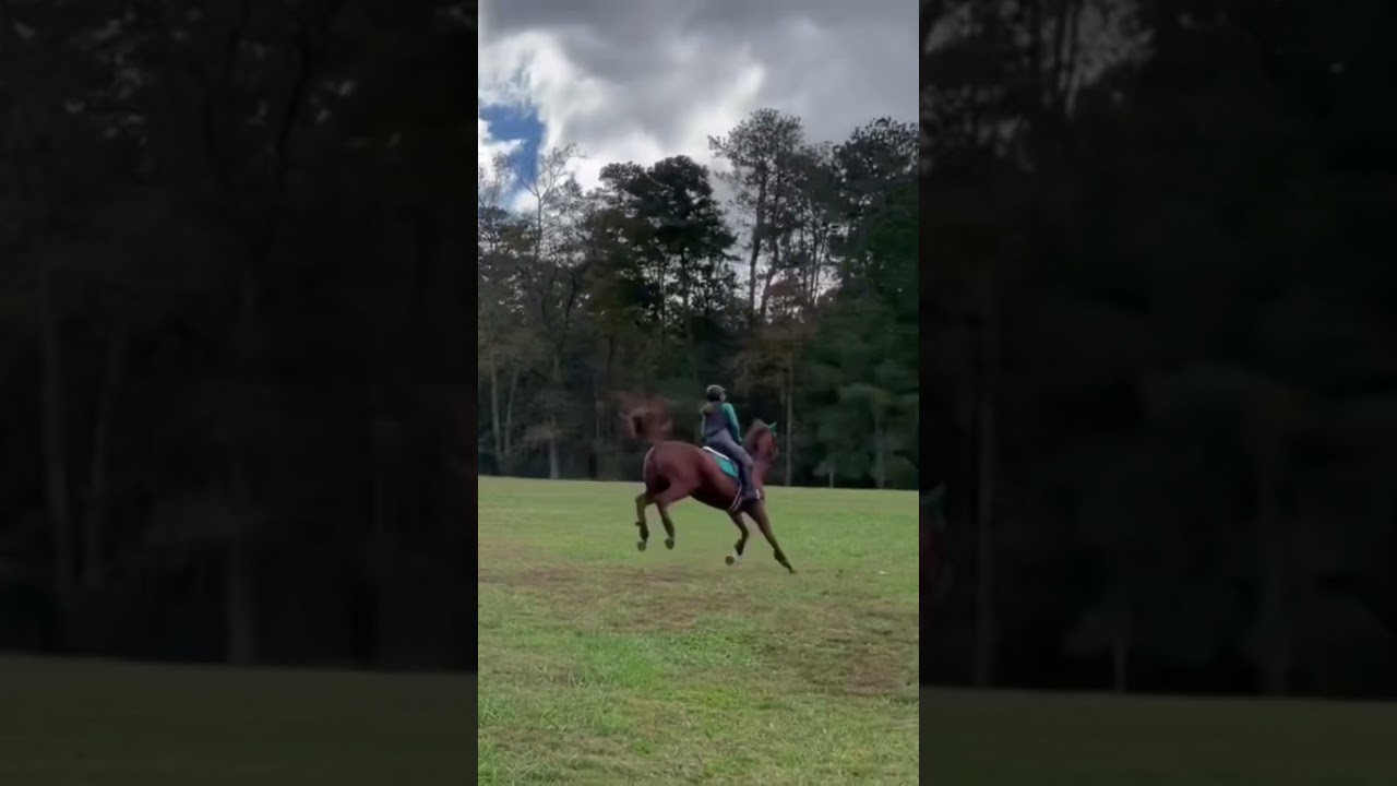 Spicy mare🌶#fails #sassy