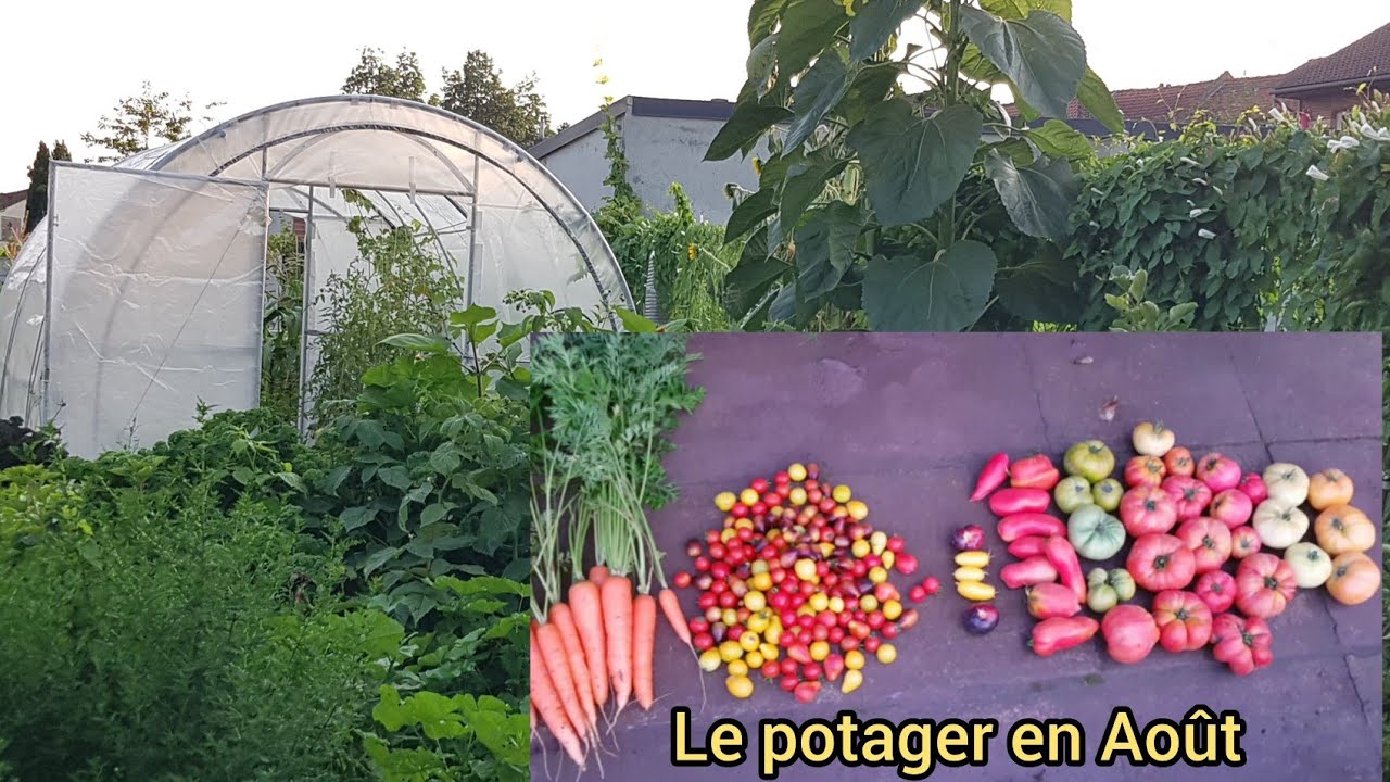 Potager fin Ao&ucirc;t et r&eacute;colte journali&egrave;re 2021