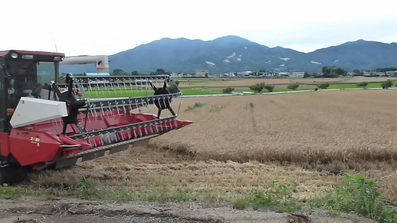 汎用コンバイン、ヤンマーＡＧ1100での小麦収穫作業