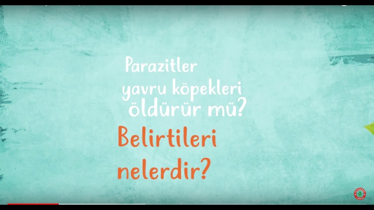 Parazitler yavru köpekleri öldürür mü? Köpekte Parazit Belirtileri - Veteriner Hekim Nilüfer Tarhan