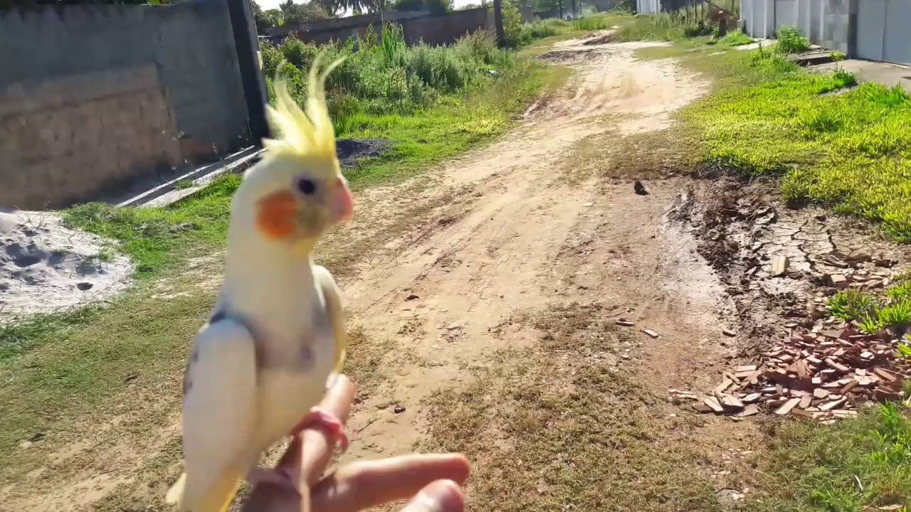 Passeando Com Calopsitas (Voo Livre)