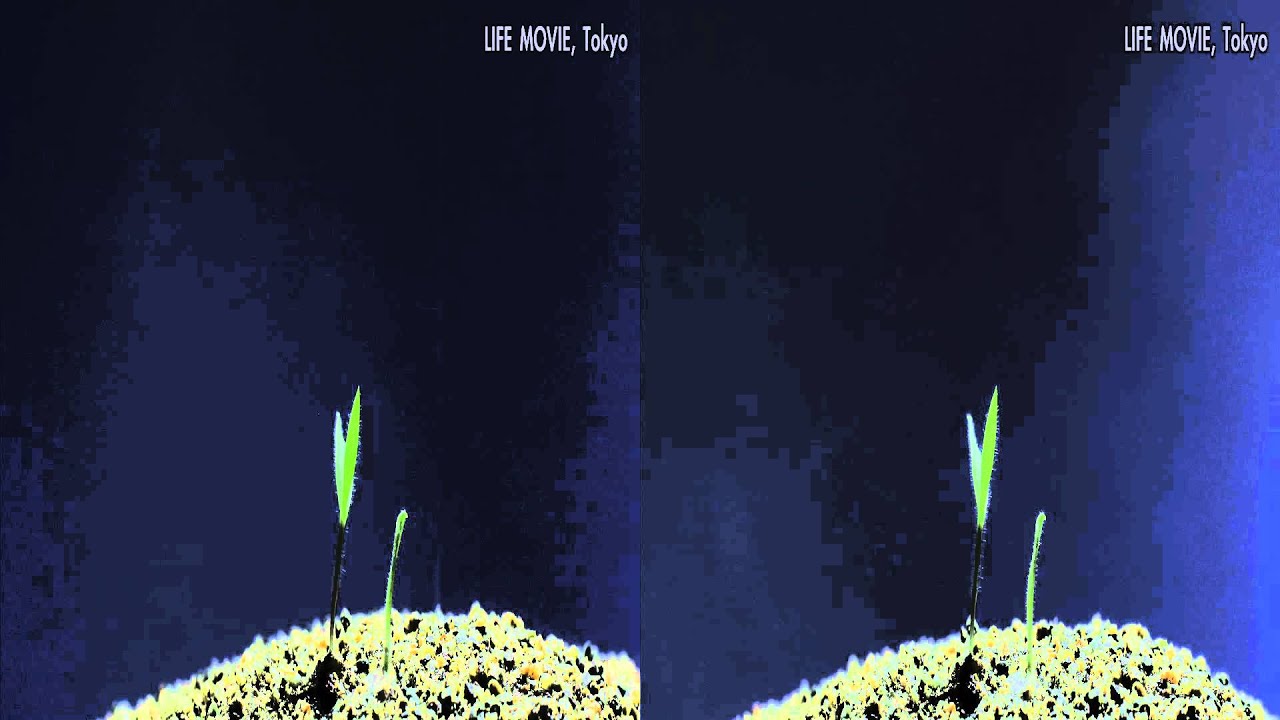 Germination of Crabgrass 3D メヒシバの発芽
