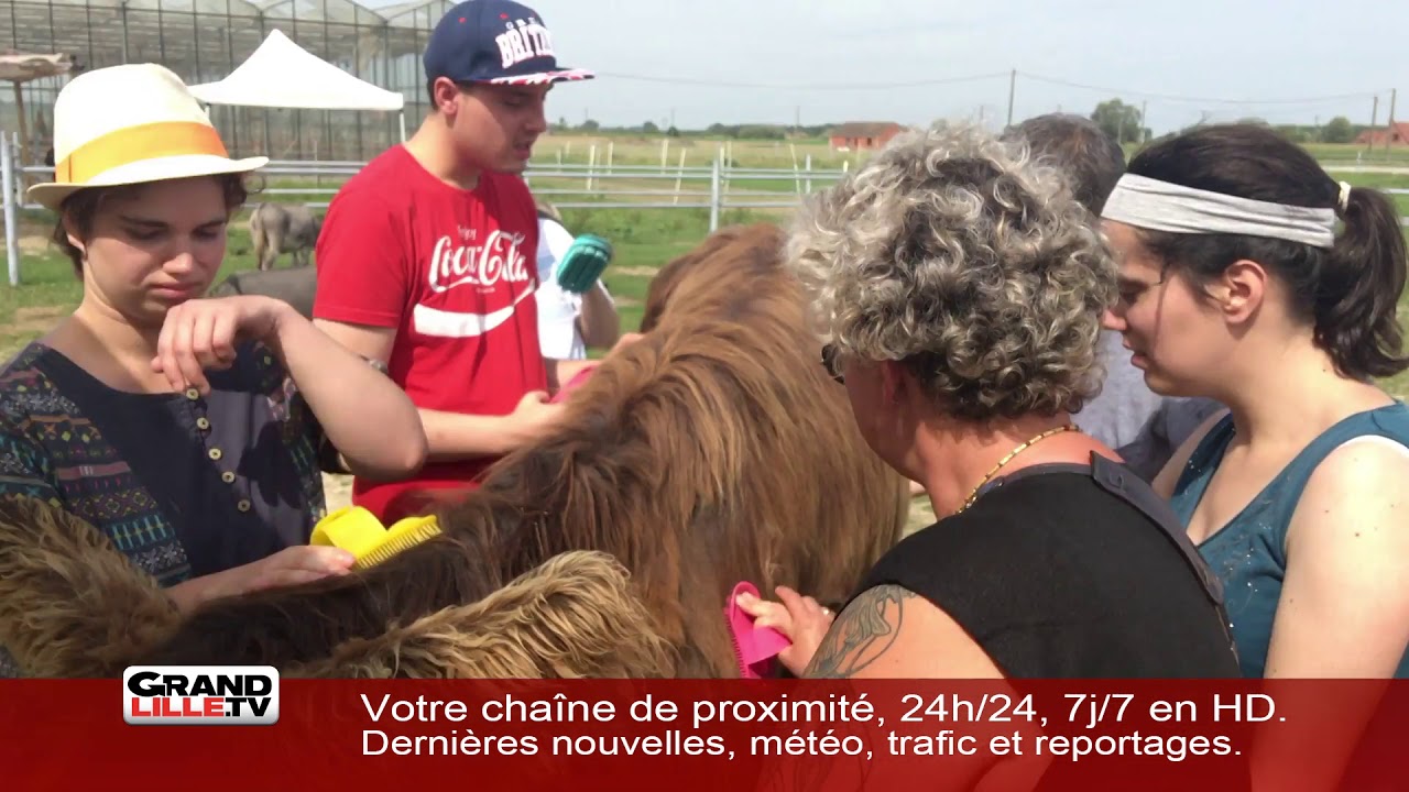 La thérapie avec des ânes