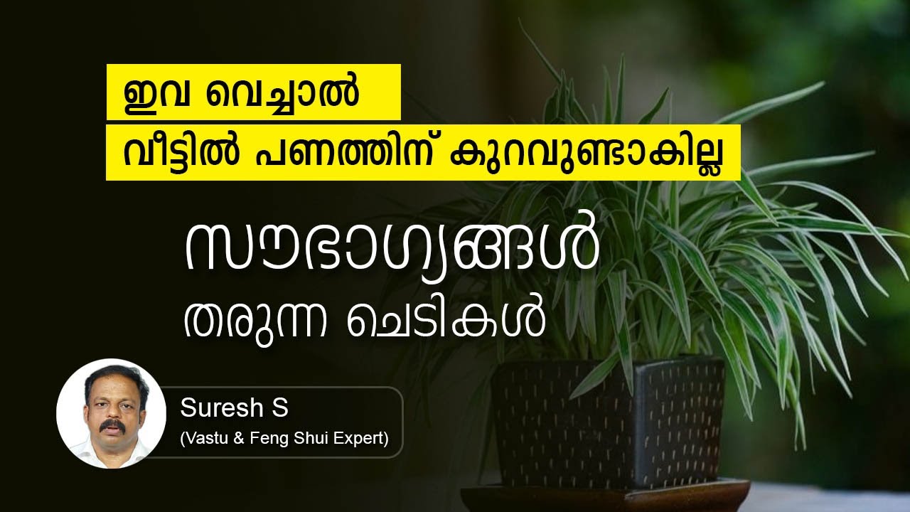 ഇവ വെച്ചാൽ വീട്ടിൽ പണത്തിന് കുറവുണ്ടാകില്ല | സൗഭാഗ്യങ്ങൾ തരുന്ന ചെടികൾ | Lucky Plants For Home