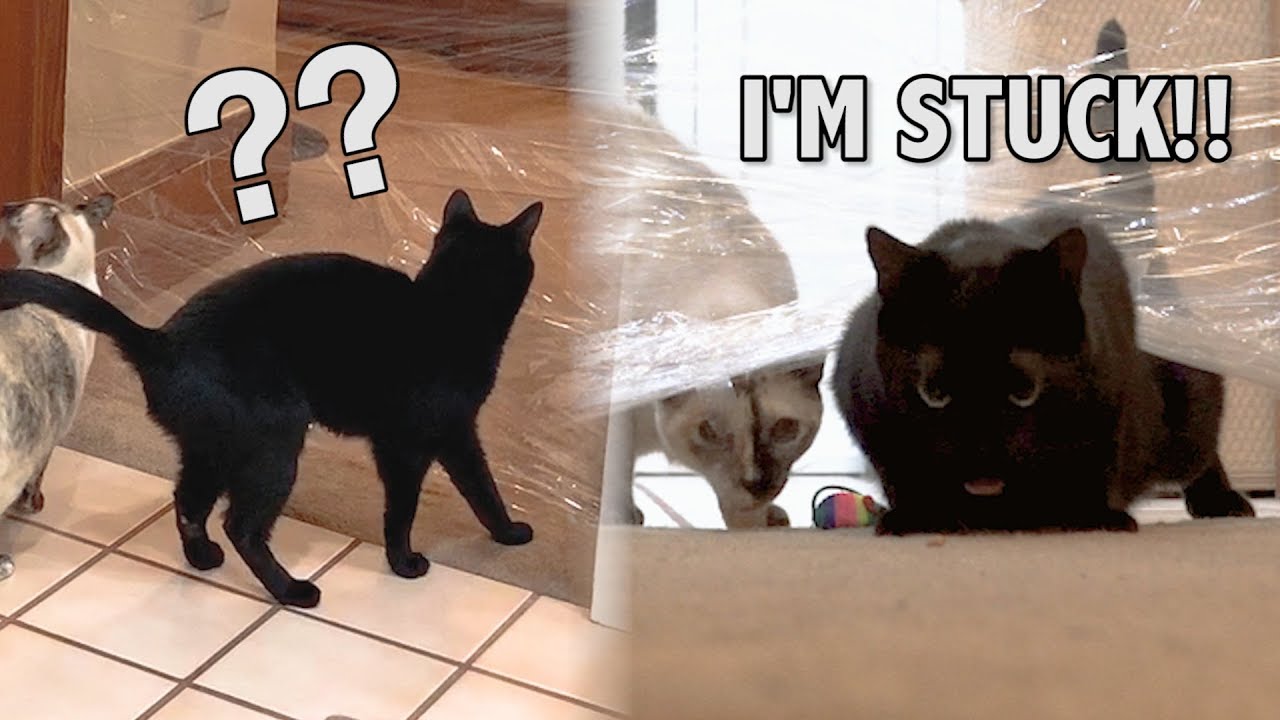 Cats vs the Invisible Challenge