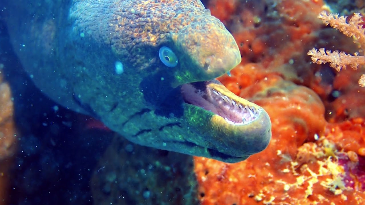 Pemba Island Tanzania, scuba diving with Swahili Divers And Gecko Nature Lodge