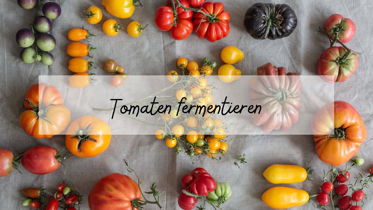 Tomaten fermentieren ein einfaches Rezept