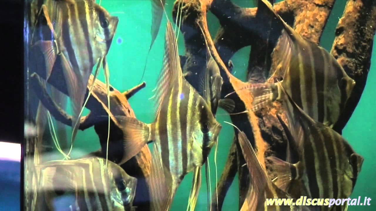 Hustinx Aquaristiek