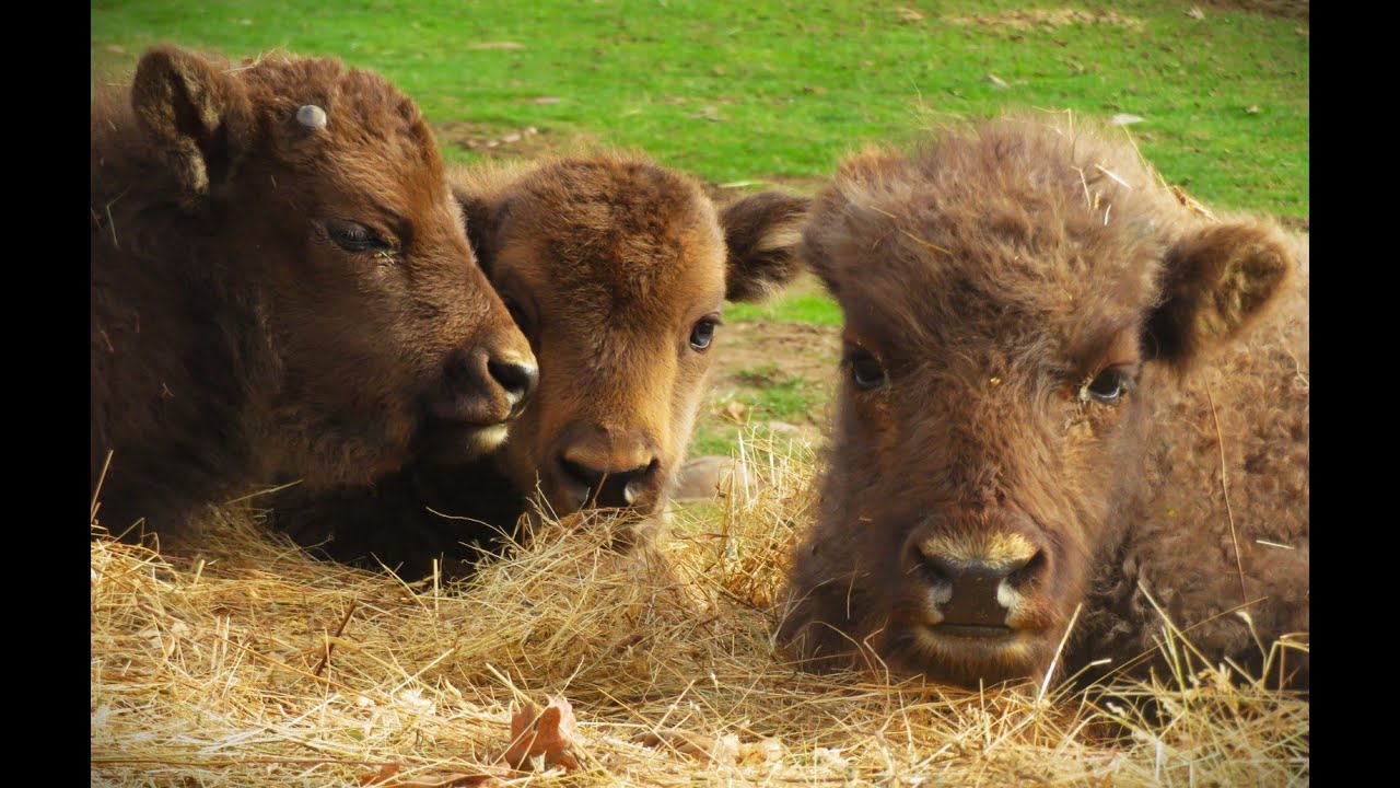 Pasado y presente de los bisontes en la Sierra de Atapuerca