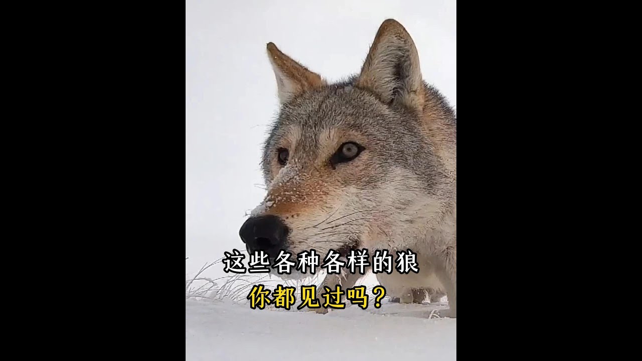 這些各種各樣的狼，你都見過嗎？#神奇動物在抖音 #科普 #狼