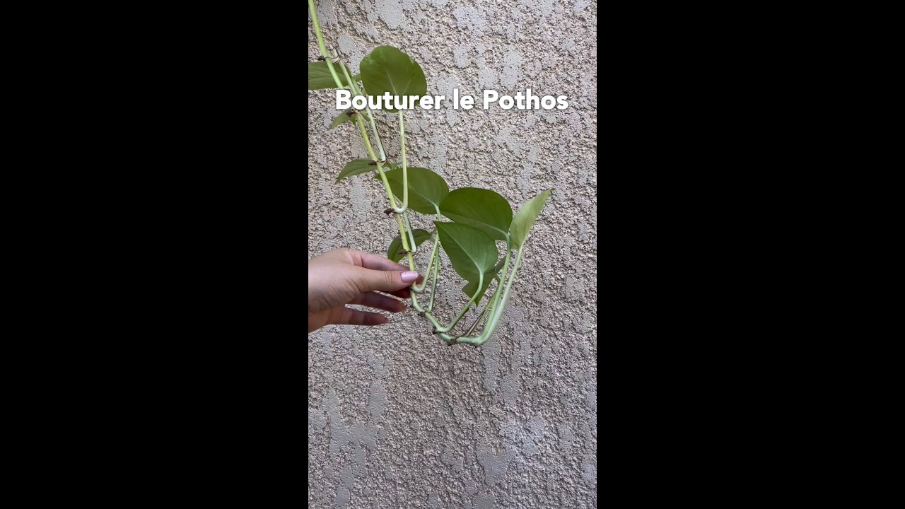 BOUTURER le POTHOS ou LIERRE du DIABLE🌿FACILE !