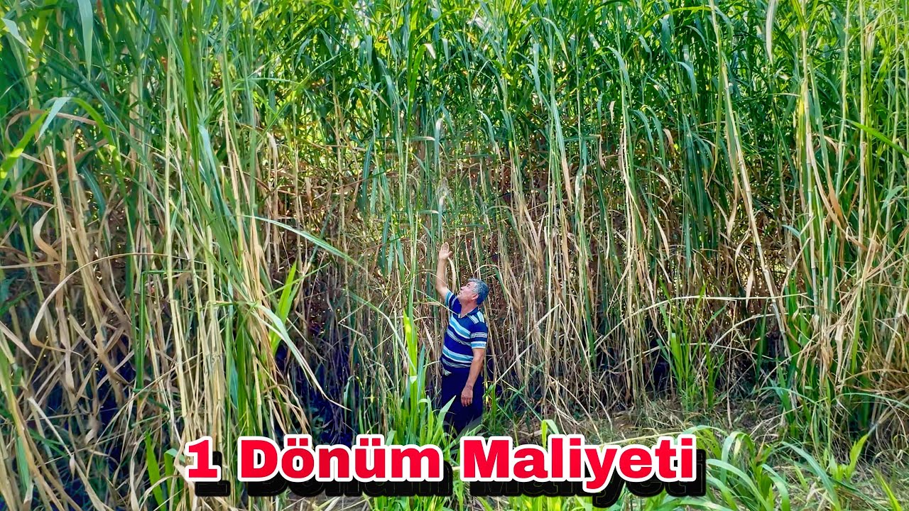1 DÖNÜM MARALFAFA MALİYETİ NE KADAR ?