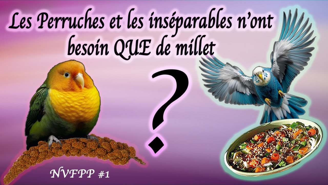 NVFPP #1 Millet et graines = fast food