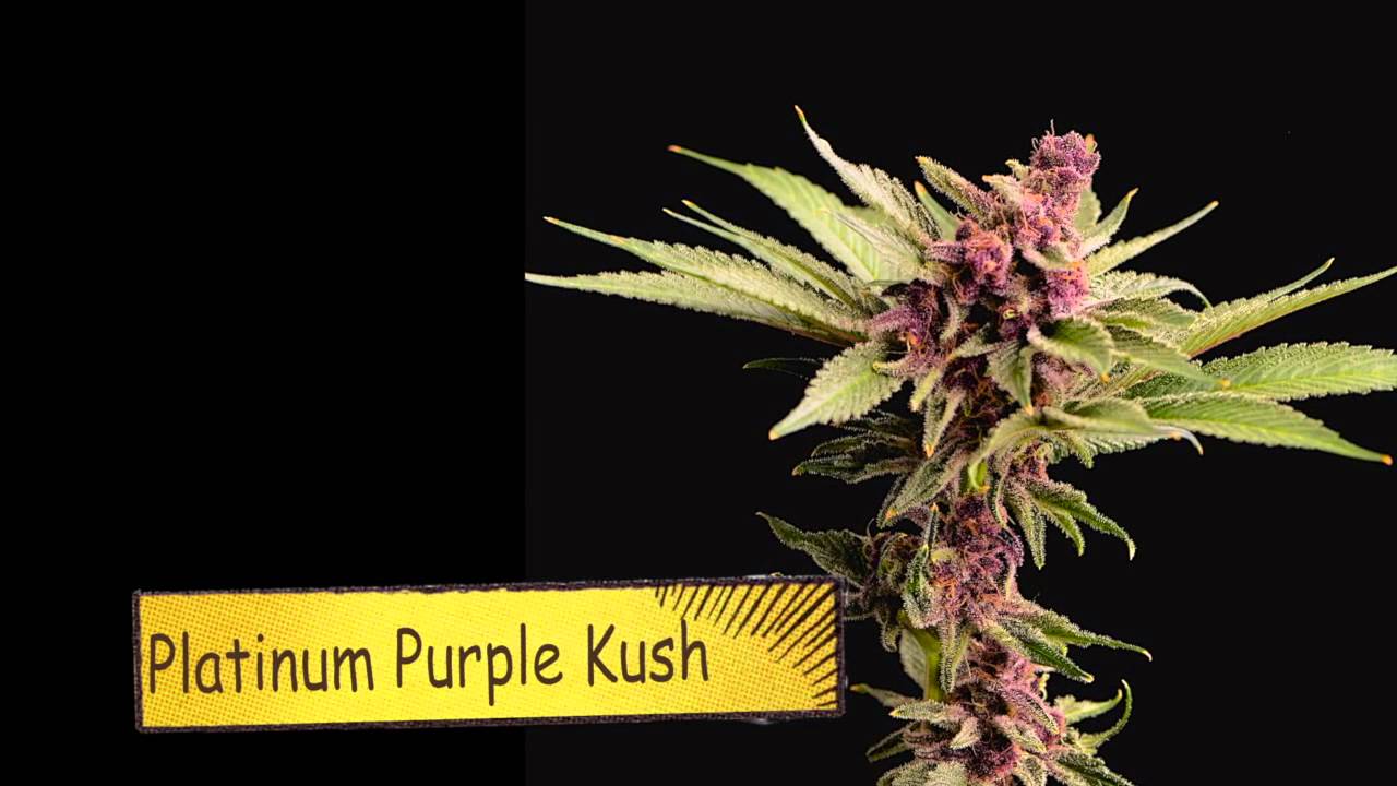Platinum Purple Kush Harvest