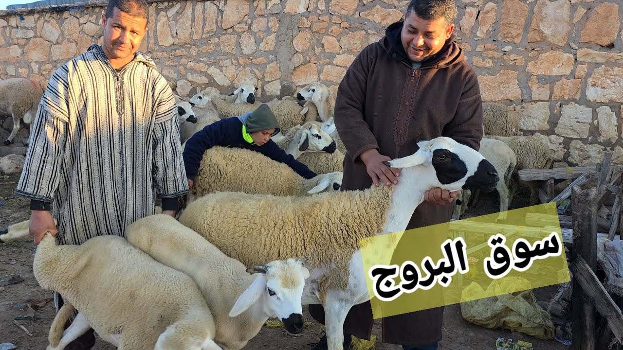 مباشرة من سوق حد البروج 15\03\2026مع التمن حولي والنعجة وحولية🐑
