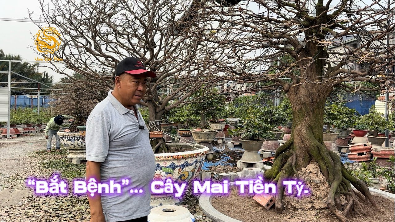🐉Phương Bình “bắt bệnh” cây Mai tiền tỷ|Vùng Đất Rồng 