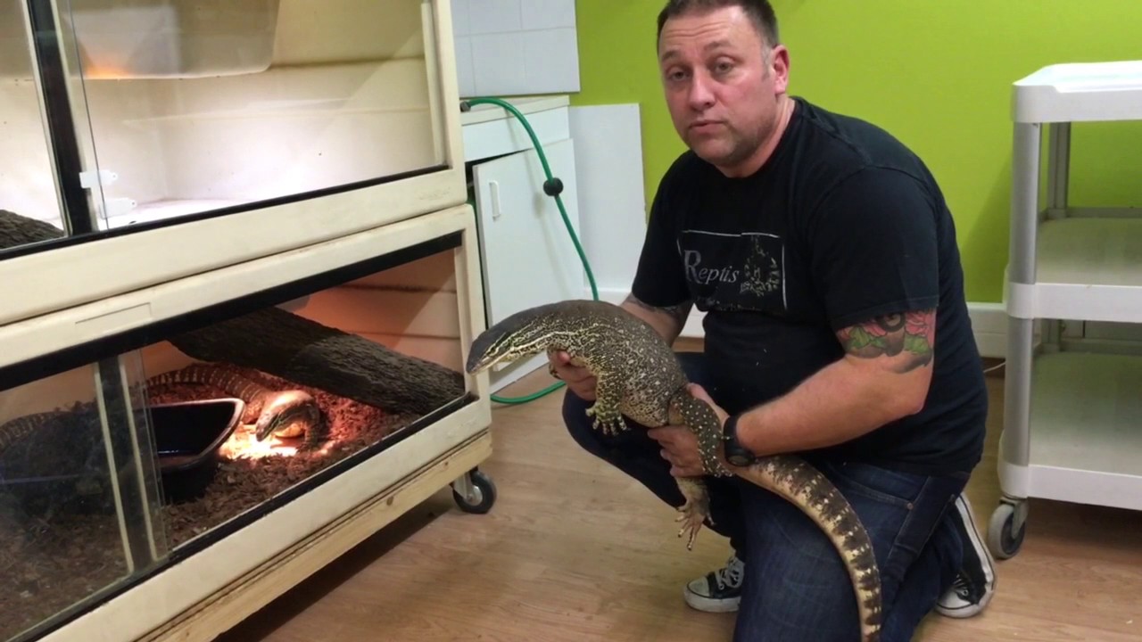 ON VOUS PRESENTE NOS VARANS (Varanus panoptes horni)