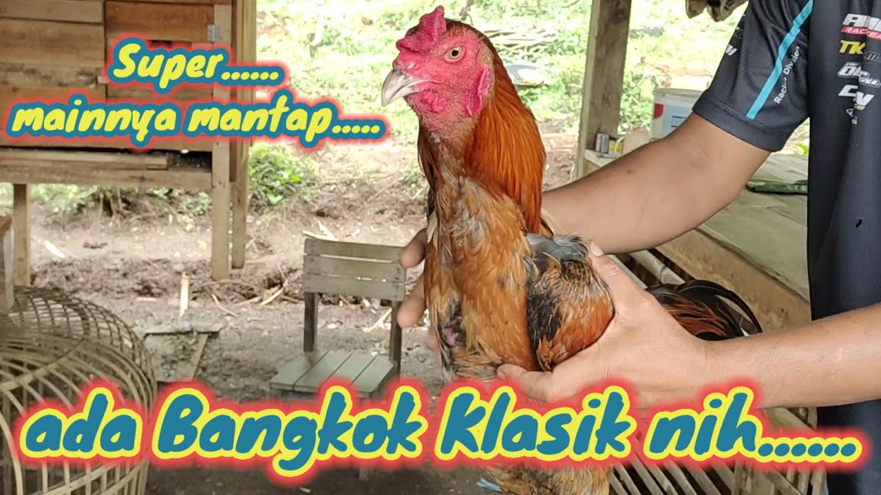 TERBARU | Ayam umur 6 bulanan Bangkok Selatan Pakhoy Tulangan Tebal ada di Surya Farm Sumedang