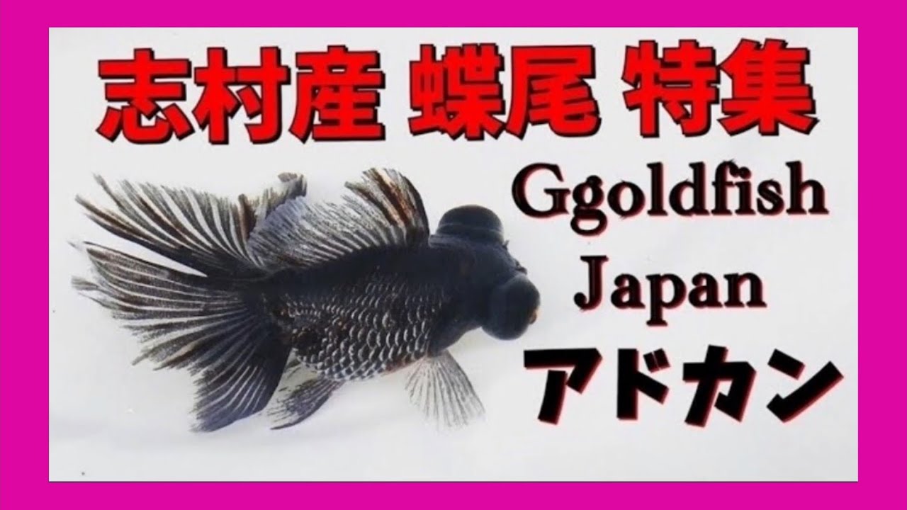 【志村養魚場】蝶尾って金魚 知ってる？ 綺麗だよな～！