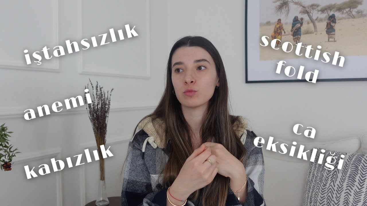 KEDİLERDE BÖBREK YETMEZLİĞİ | Hastalık Belirtileri | Scottish Fold Cinsi | Kan Nakli, Kabızlık