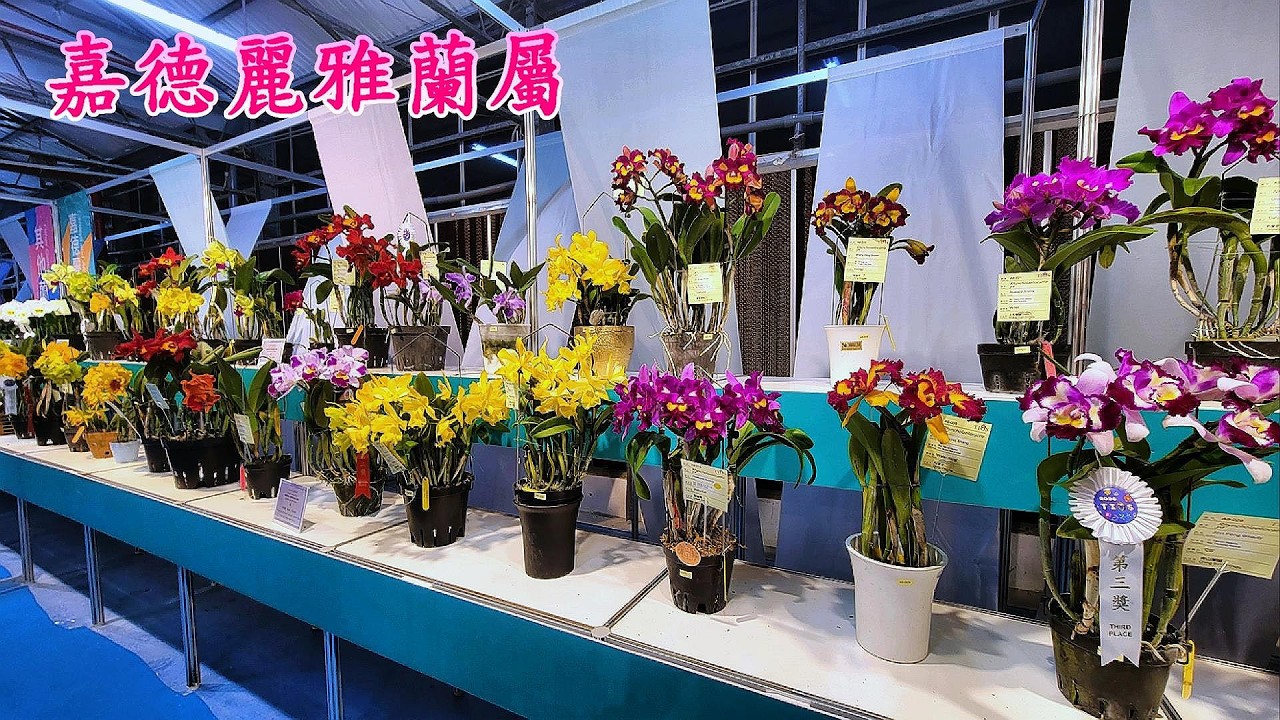 嘉德麗雅蘭屬！2026臺灣國際蘭展 2026Taiwan International Orchid Show-Cattleya Orchid