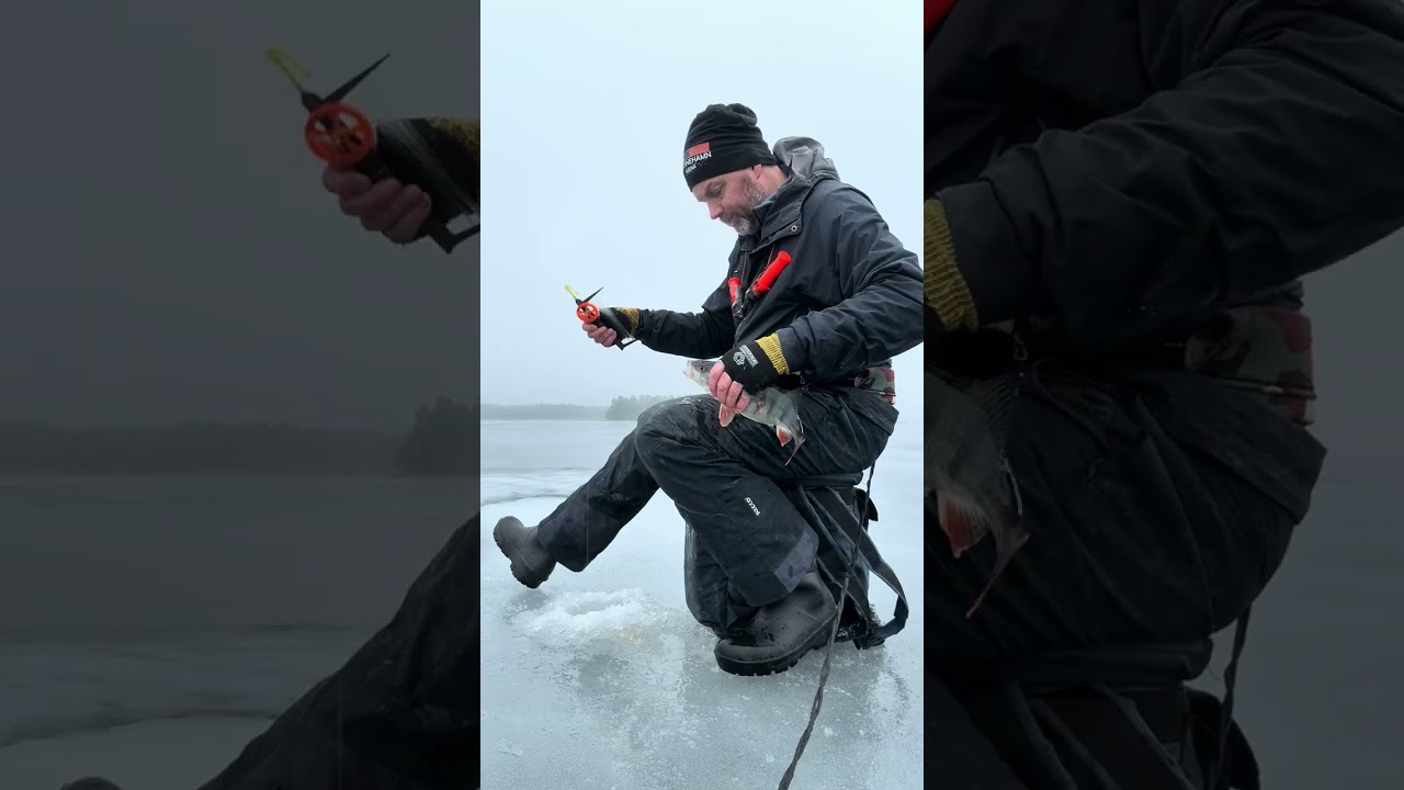 Pimpla abborre på Vänern 