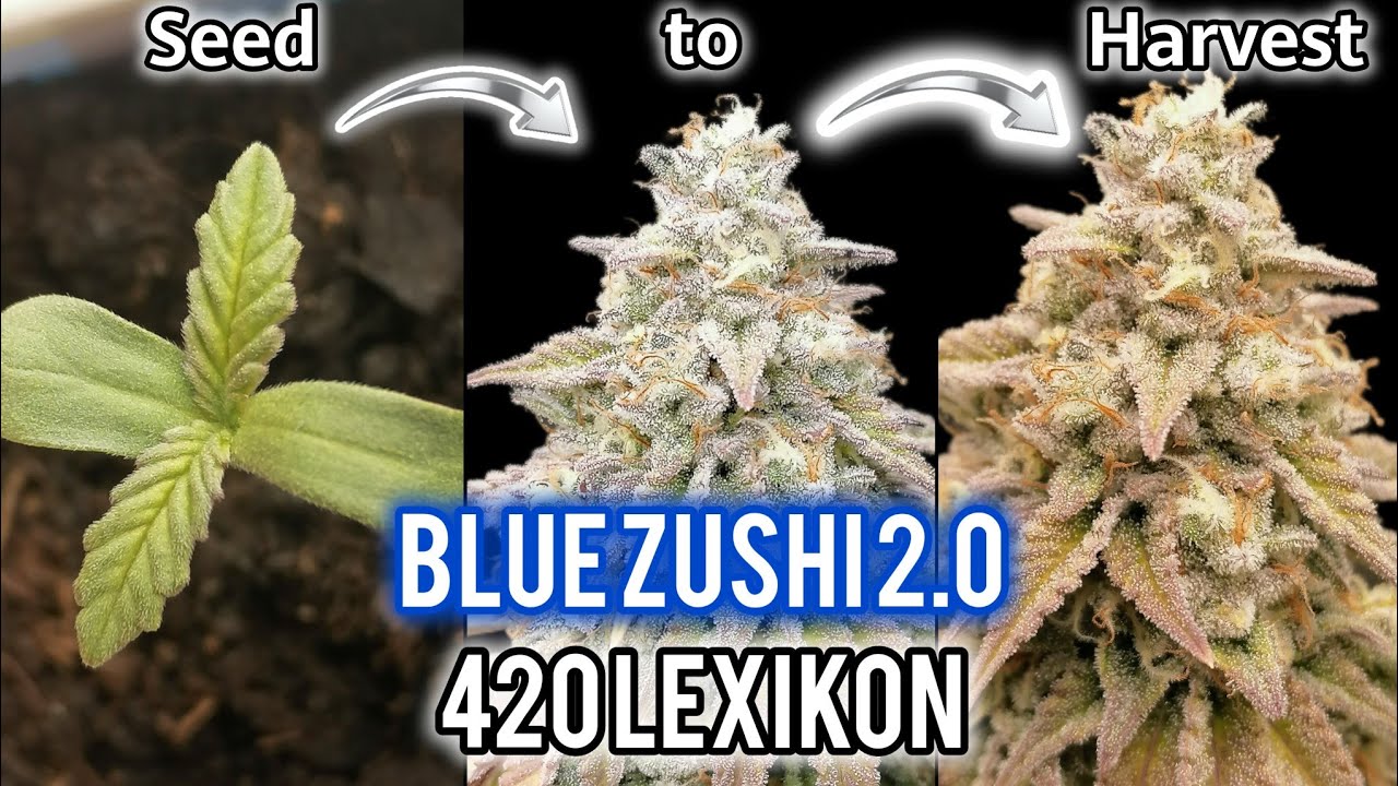 BLUE ZUSHI 2.0 EASY GROW | SEED TO HARVEST | GERMAN ORGANIC HOMEGROW | 420Lexikon