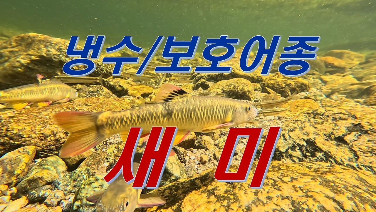 냉수/보호어종 새미