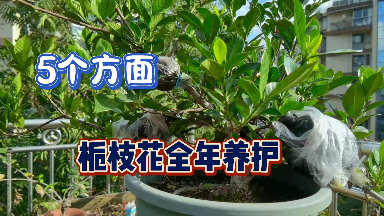 栀枝花全年养护，5个方面 #种植小技巧 #栀子花盆栽 #园艺生活