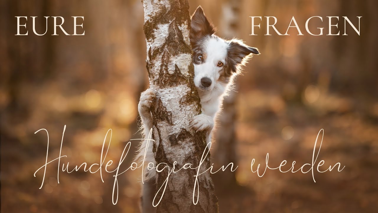 Anfänge in der Hundefotografie - Mein Weg & meine Tipps für deinen Start! | Hundefotograf werden