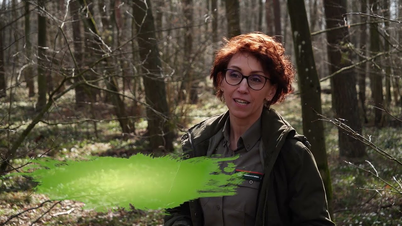 Spotkania z lasem - Sadzonki i szkółki leśne