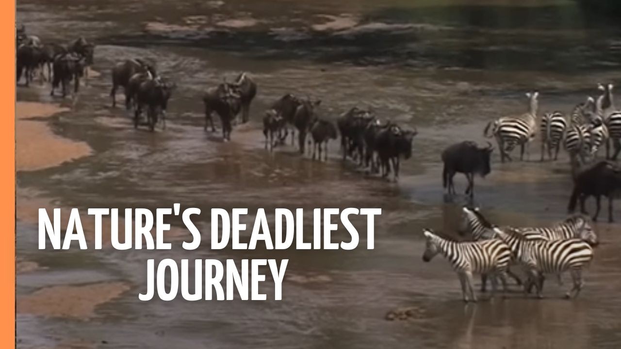 The Great Migration: Nature's Deadliest Journey | Full Documentary