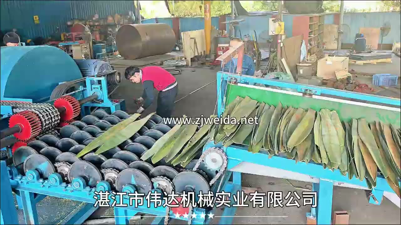 New test run of sisal fiber scraping extraction machine SGMX 1300 date 2024 12 19th commissioning