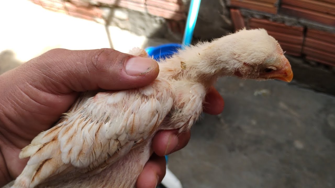 SAMID PREÁ OFICIAL.. alimentando os brabo 😂