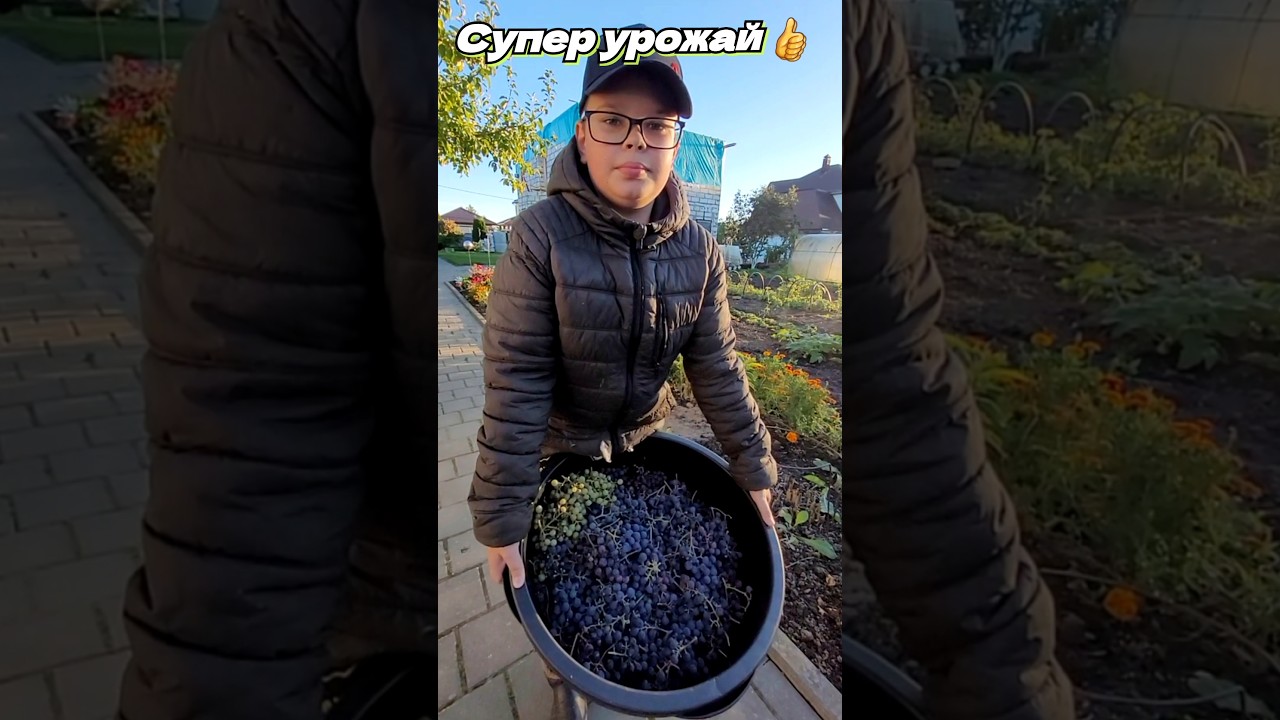 Урожай для вина. #дача