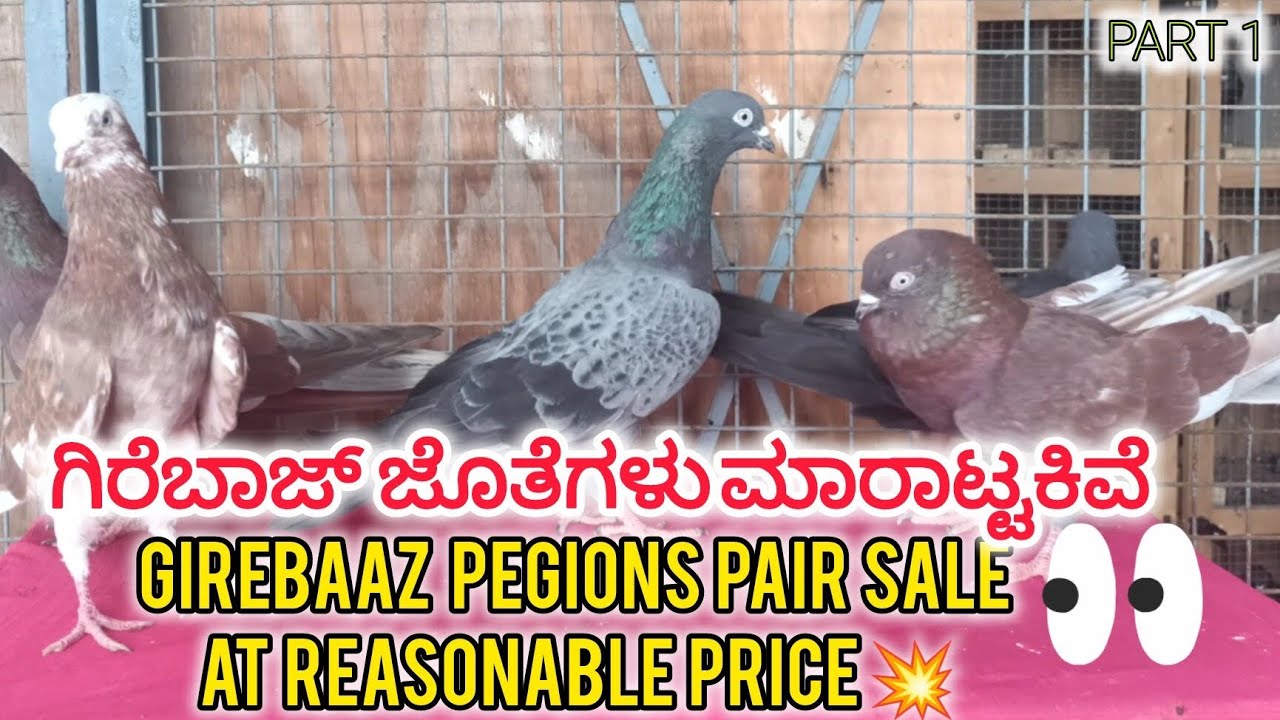 ಗಿರೆಬಾಜ್ ಜೊತೆಗಳು ಮಾರಾಟ್ಟಕಿವೆ| GIREBAAZ PEGIONS SALE AT REASONABLE PRICE 💥|LOC : NAGAVARA , BENGALURU