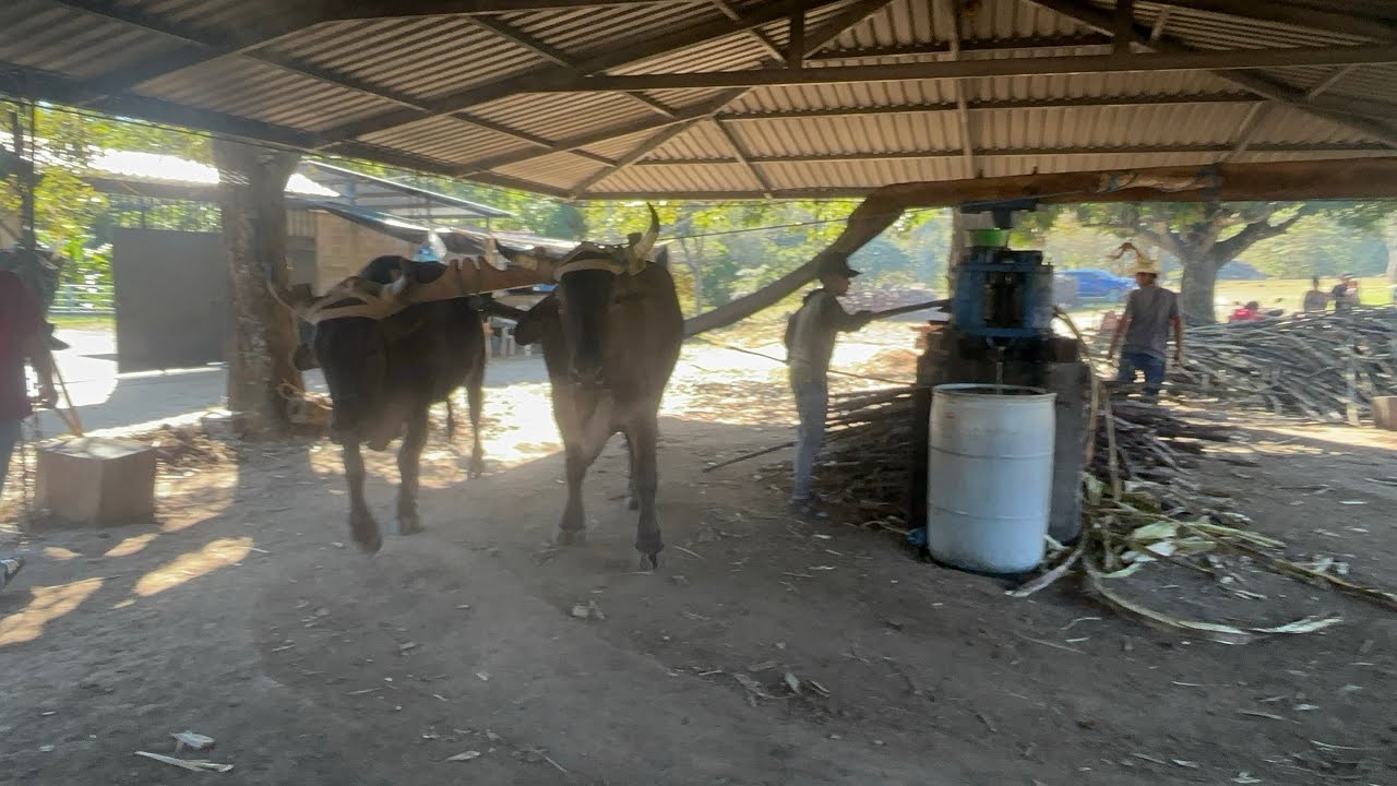 Molienda en Corinto Morazan El Salvador 