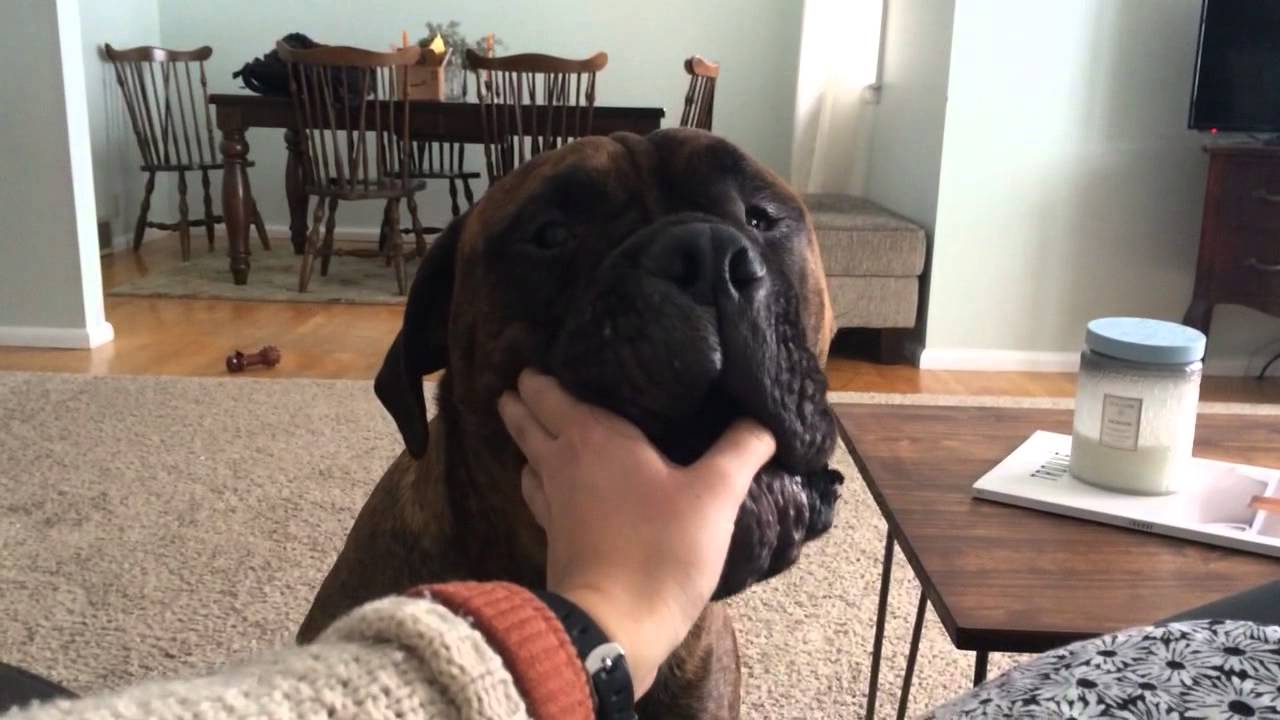 Bullmastiff talking - George, 1.5 years old