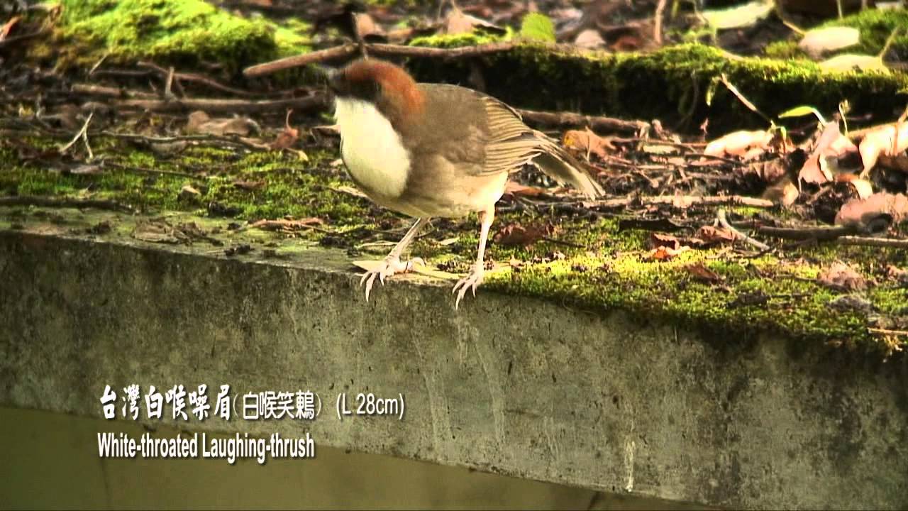 2012 Birds of Taiwan 1-新台灣特有種野鳥