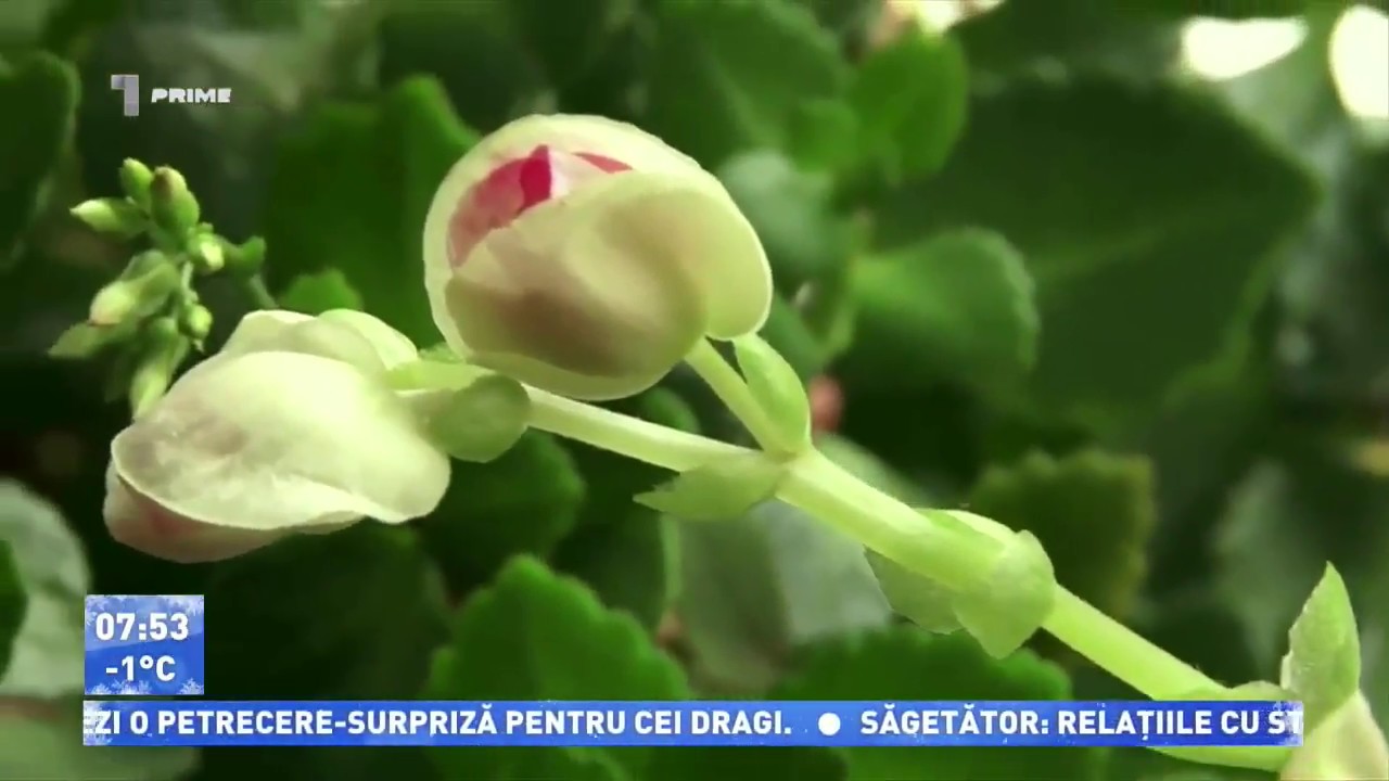 ✔️Ce facem cu plantele de camera bolnave🔴